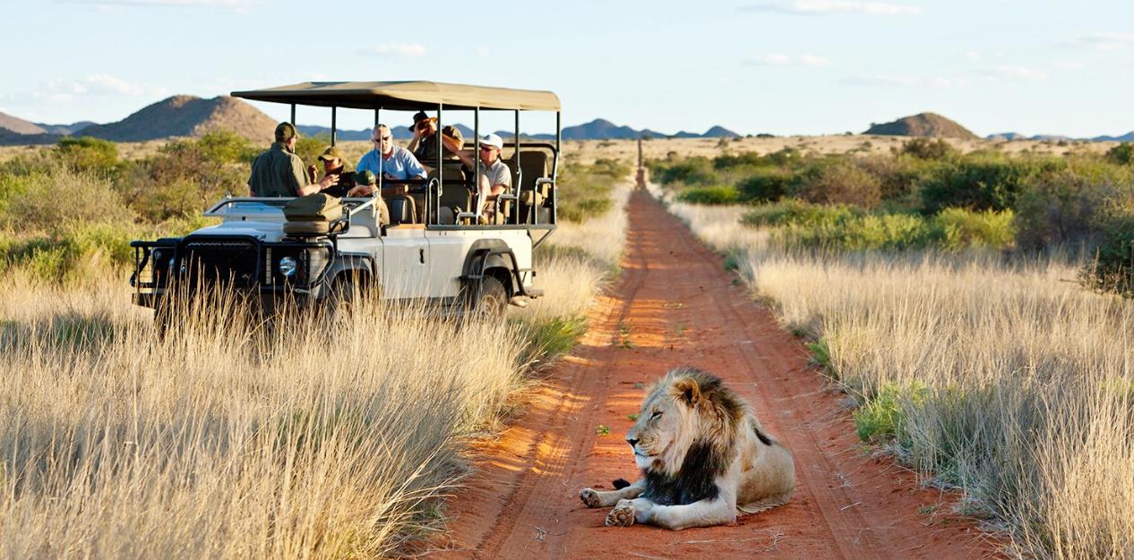 South Africa Safari Tours: A Close Encounter with Nature’s Majesty